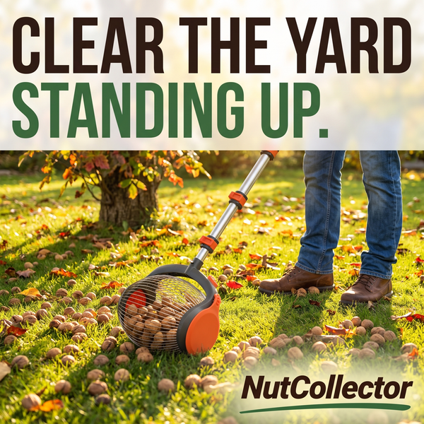 Rolling the NutCollector across a fall lawn covered in walnuts